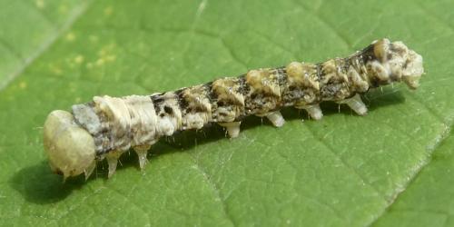 Réf. 233 748 : Thyatira batis